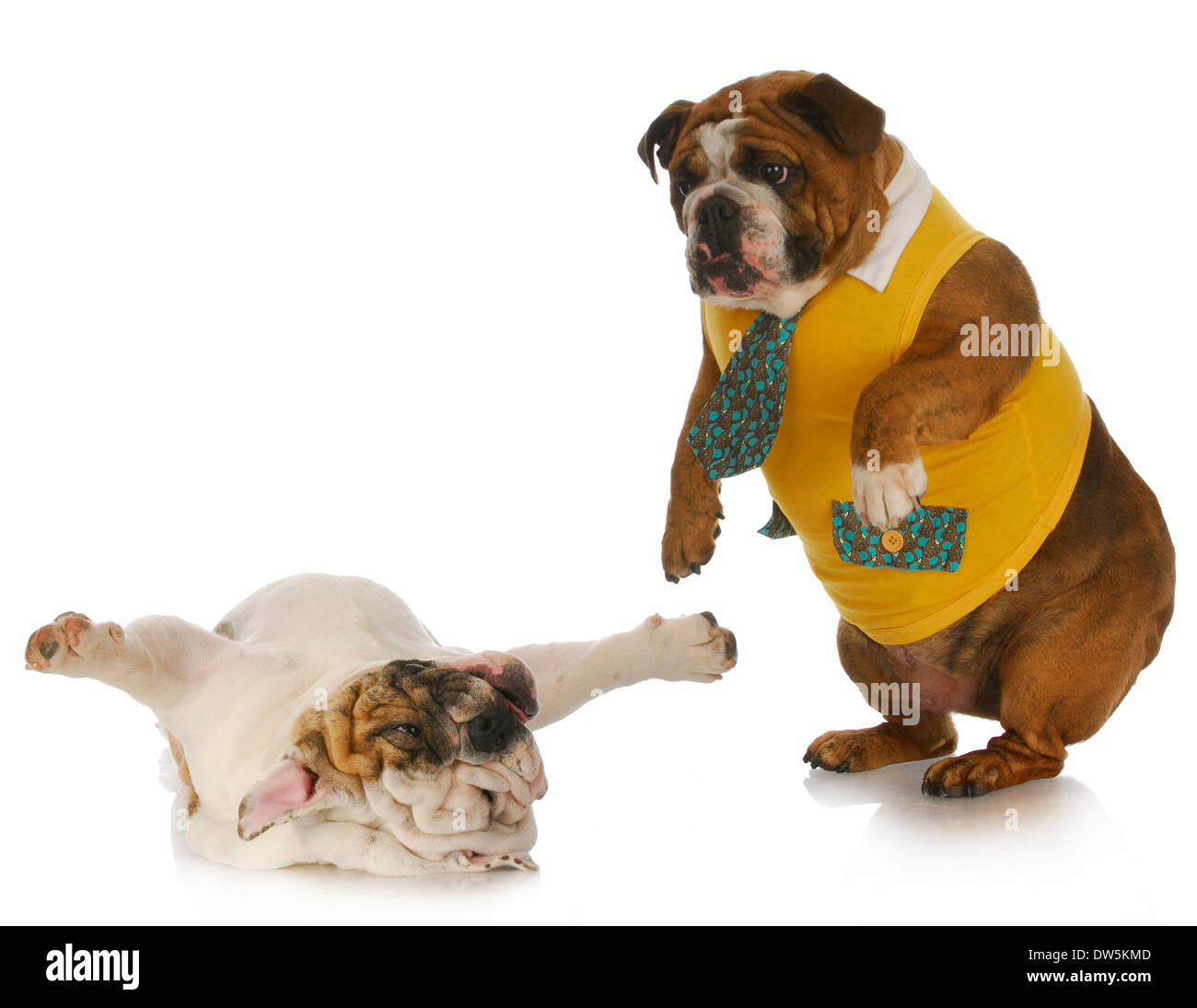 dumme Hunde - englische Bulldogge stehend blickte auf ein anderes Rücken  auflegen Stockfotografie - Alamy