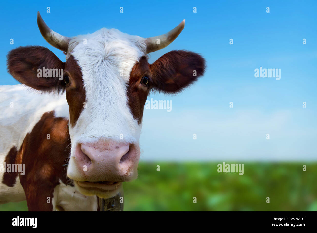 Kuh auf der grünen Wiese Stockfoto