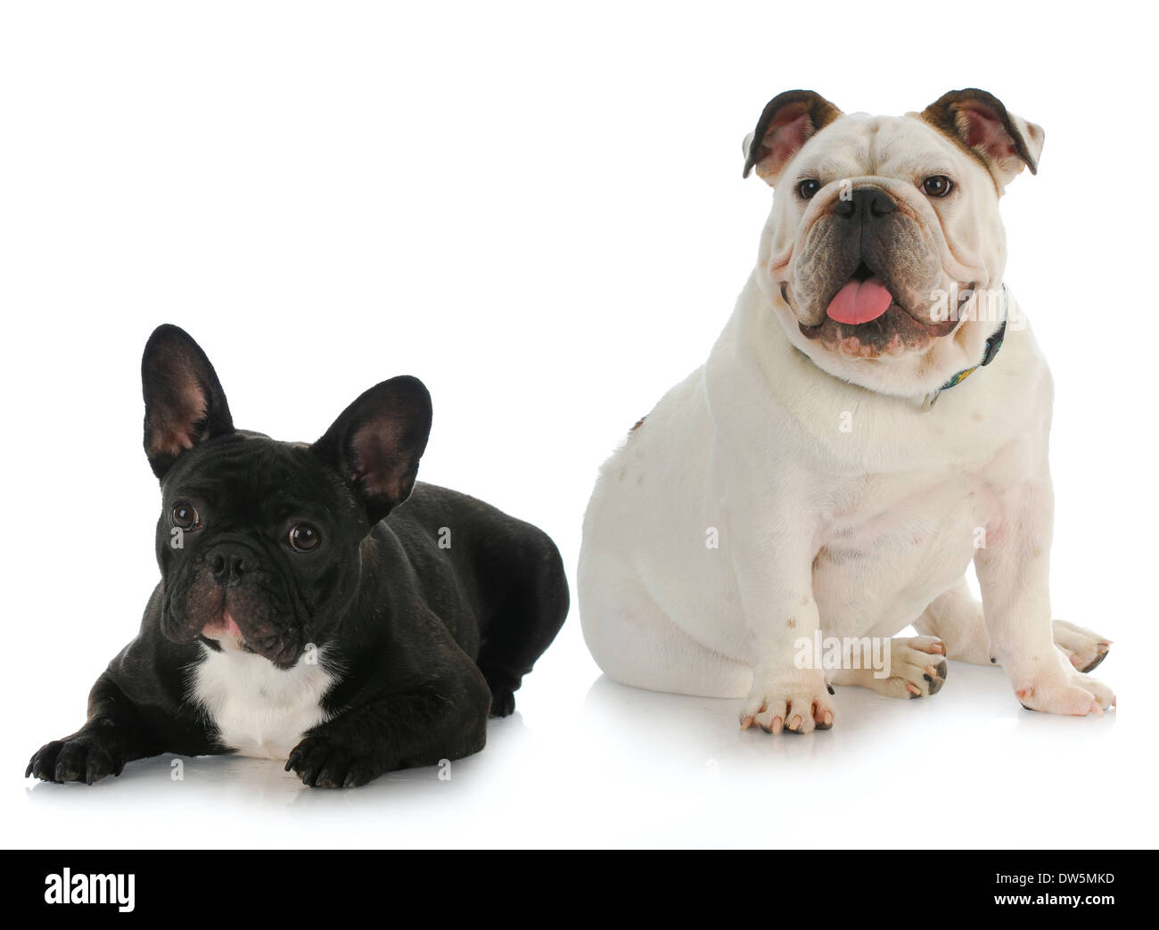 zwei Hunde - englische Bulldogge und französische Bulldogge mit Reflektion auf weißem Hintergrund Stockfoto