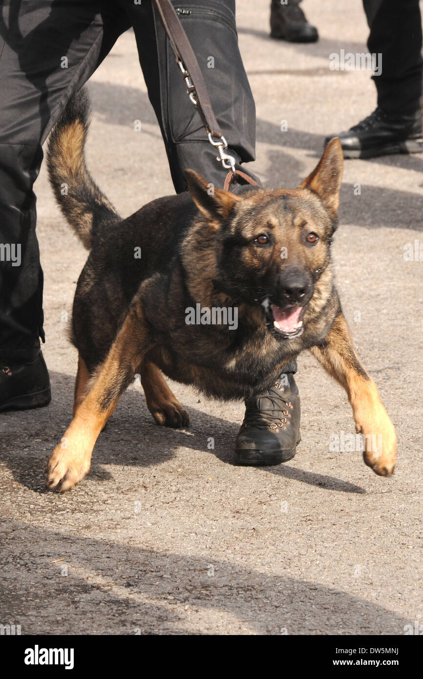 Ein Polizeihund zeigt das Unternehmen Ende seiner Zähne, als er stürzt sich für einen Imbiss Stockfoto