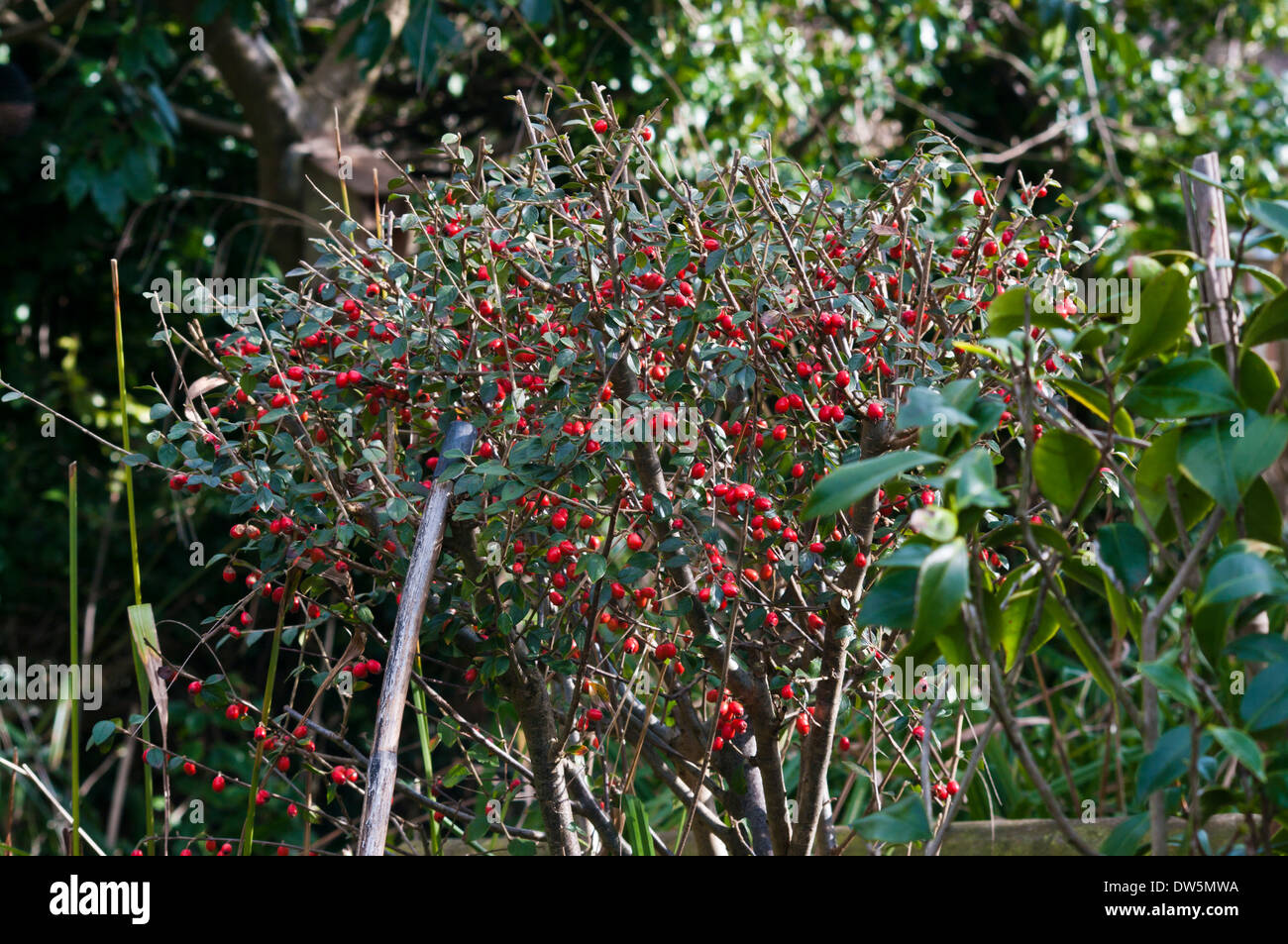 Zwergmispel mit roten Winter Beeren Stockfoto