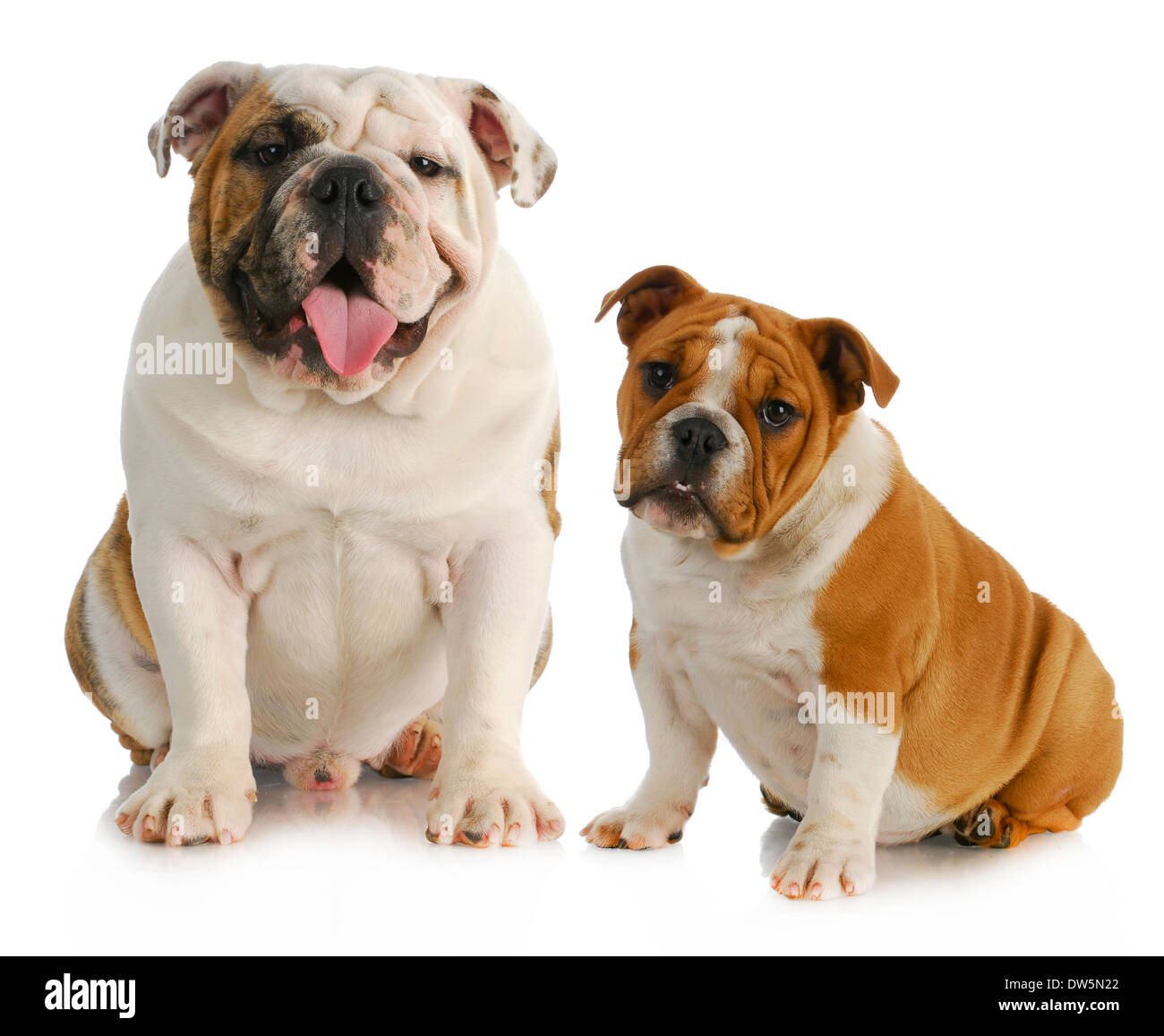 zwei Hunde - englische Bulldoggen sitzen betrachten anzeigen - ein 9 Monate alt die anderen 4 Monate alt Stockfoto