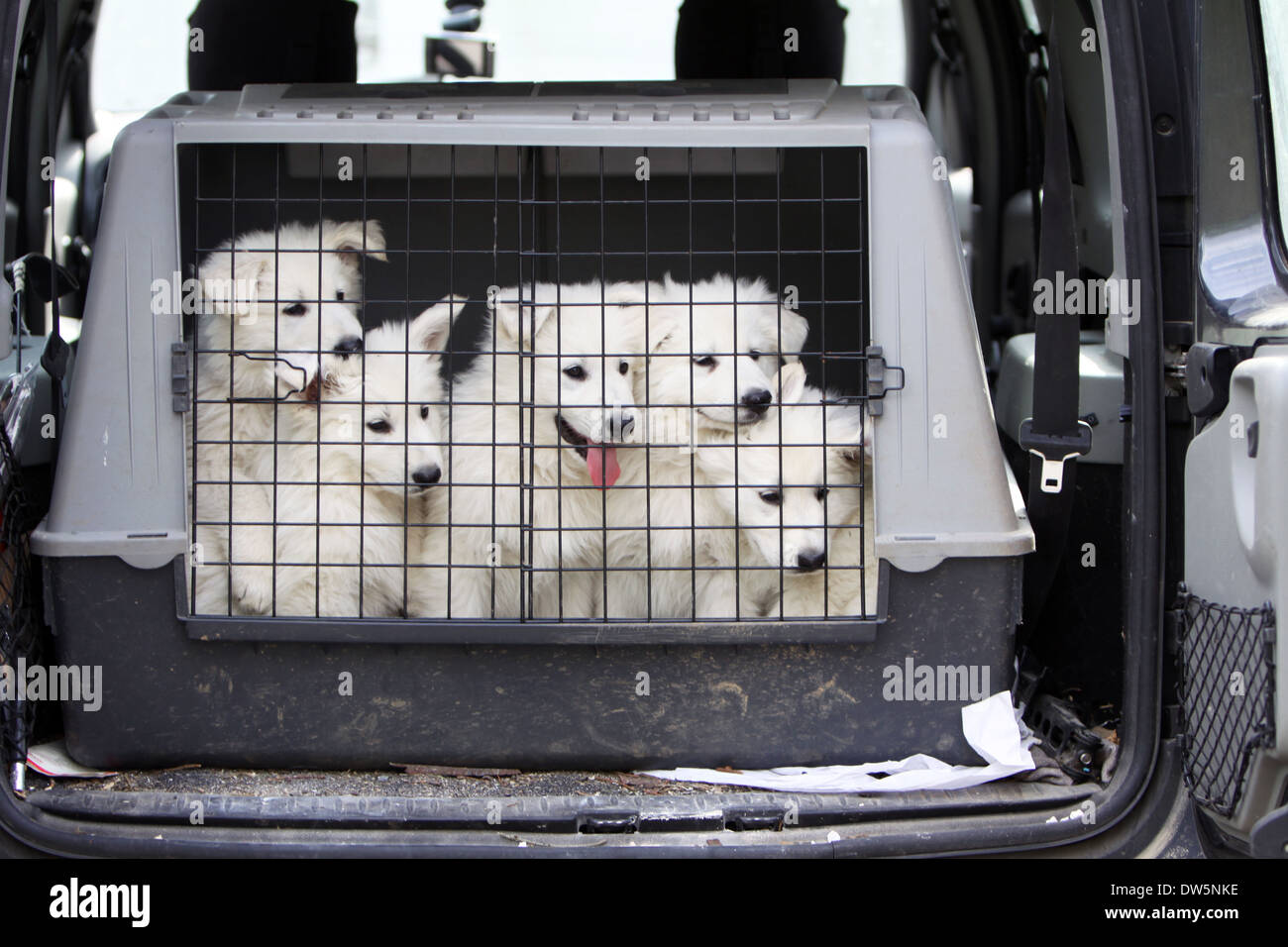 Weißer Schweizer Schäferhund / Berger Blanc Suisse / fünf Welpen in einem Käfig in den Kofferraum des Autos Reisen Stockfoto