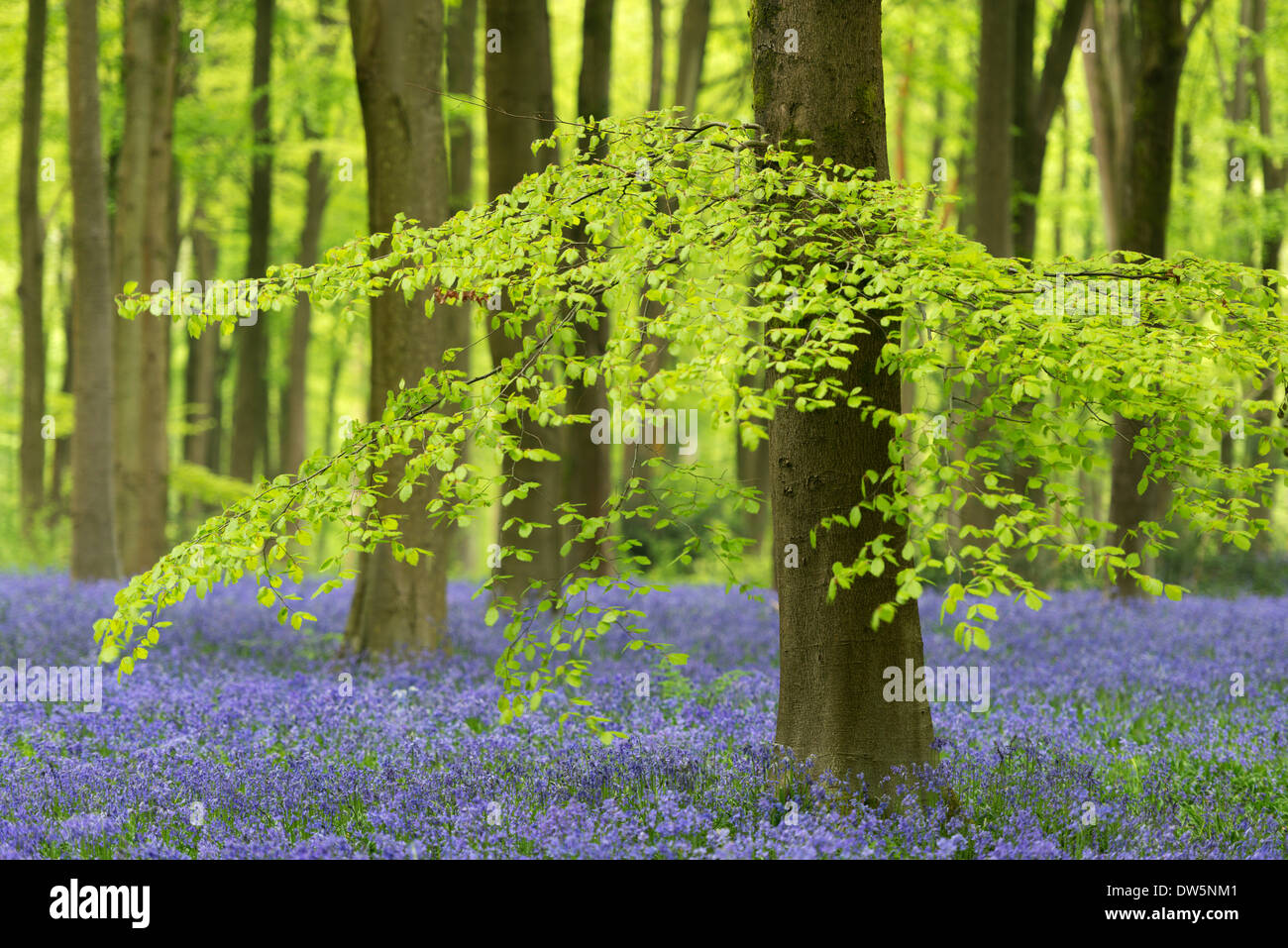 Glockenblumen und Buche Bäume im Westen Woods, Wiltshire, England. Frühjahr 2013 (Mai). Stockfoto