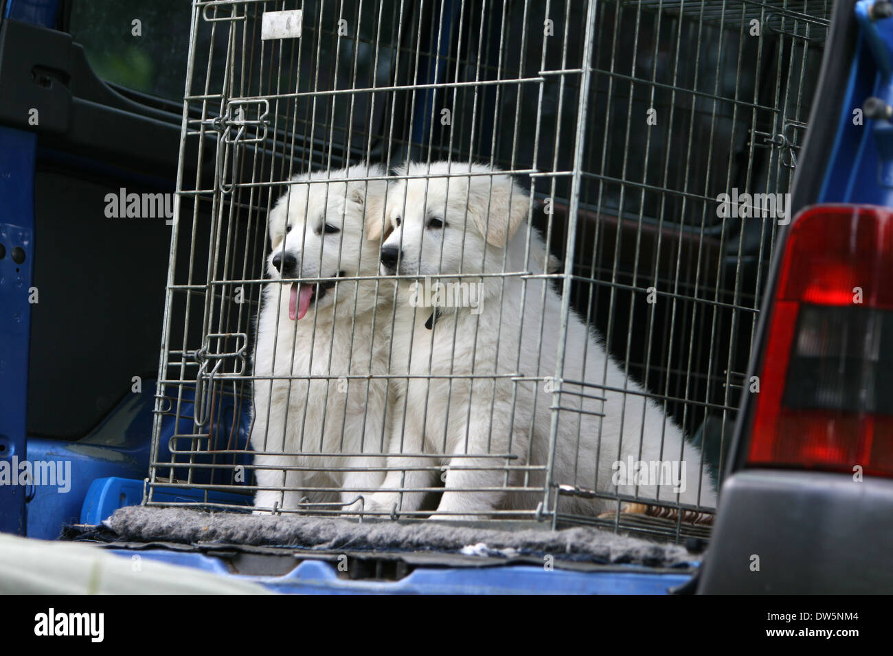 Weißer Schweizer Schäferhund / Berger Blanc Suisse / zwei Welpen in einem Käfig in den Kofferraum des Autos Reisen Stockfoto