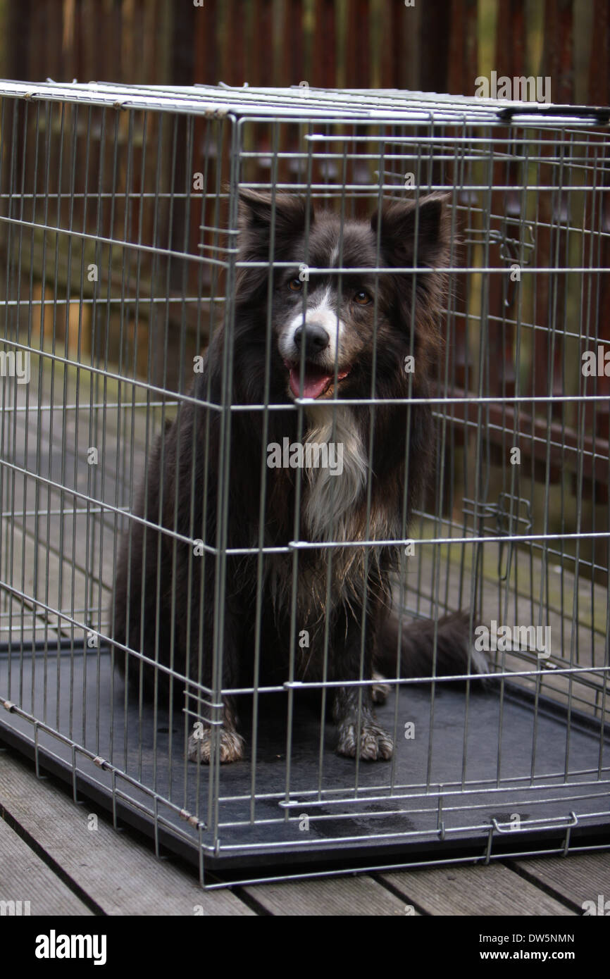 Border-Collie Hund / Erwachsener Hund in einem Käfig reisen Stockfoto