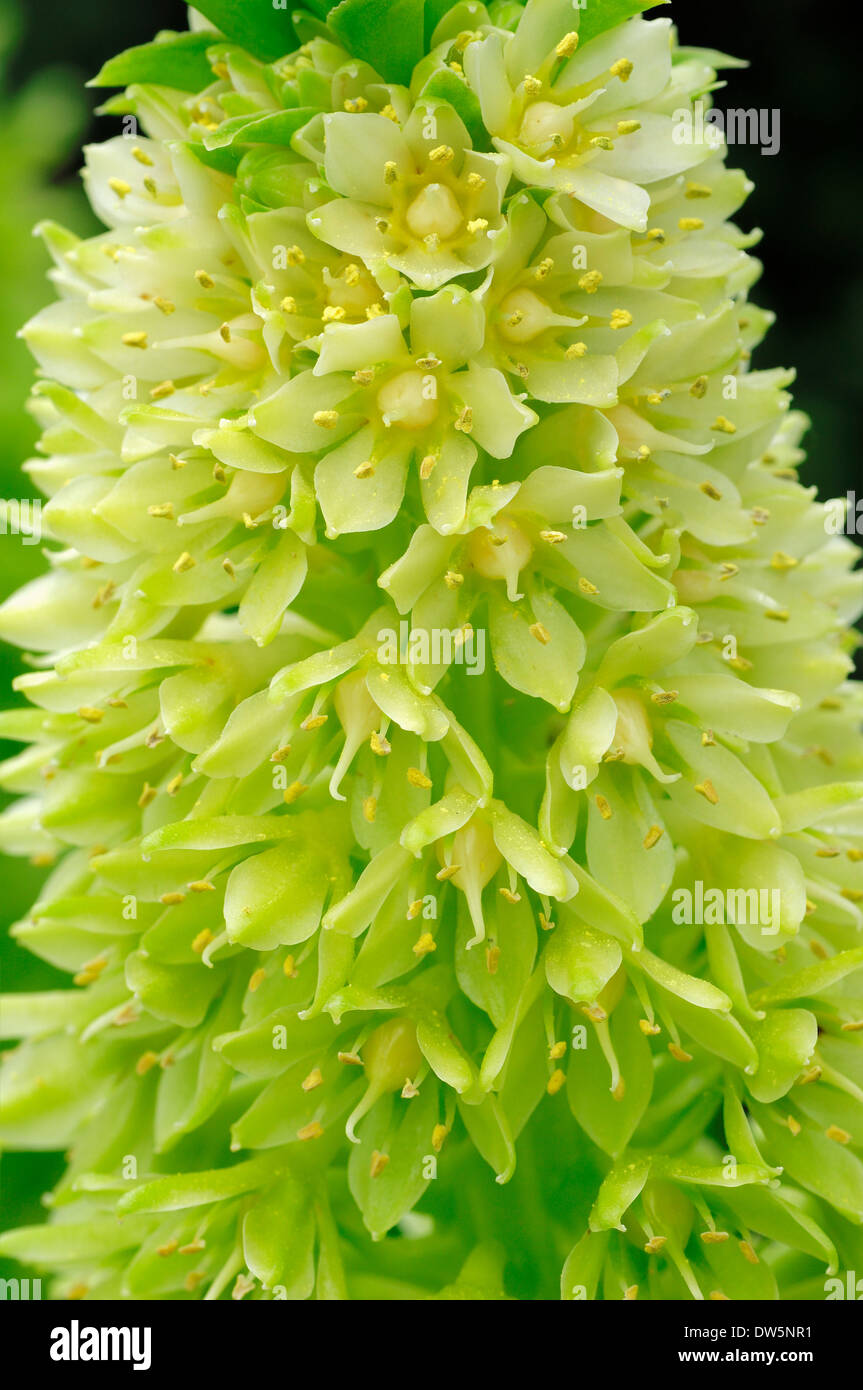 Ananas-Blume oder Ananas Lily (Eucomis bicolor) Stockfoto