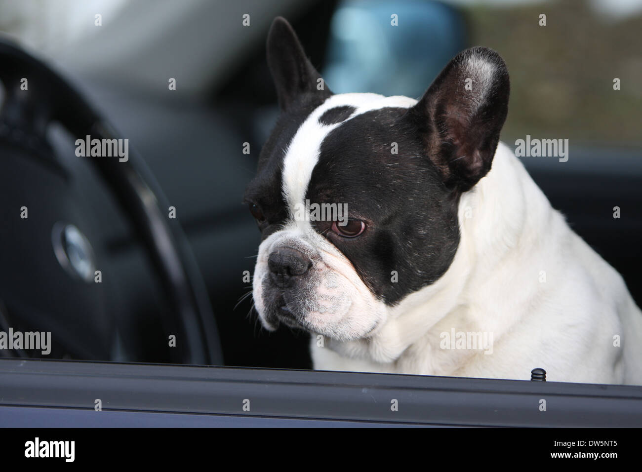 Französische Bulldogge Hund / Bouledogue Français / Erwachsene Blick aus dem Autofenster Stockfoto