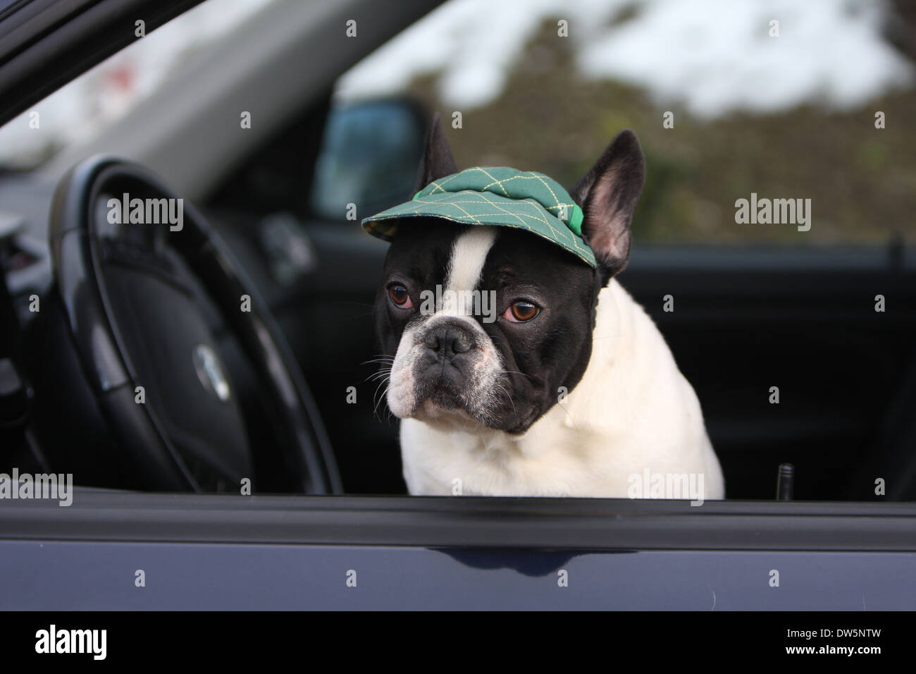Französische Bulldogge Hund / Bouledogue Français / Erwachsene Blick aus dem Autofenster Stockfoto