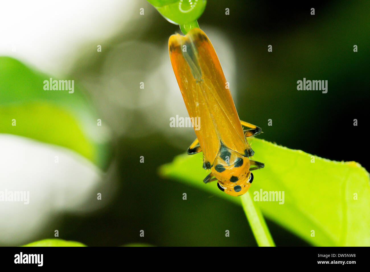 Ein schwarzer Punkt orange Pflanze Bug Leben in tropischen Ländern. Stockfoto