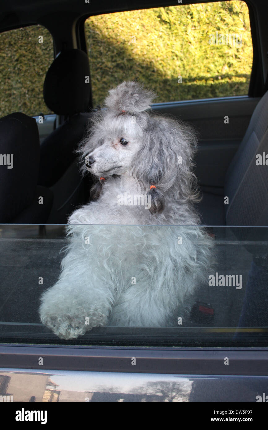 Hundedressur Pudel / Pudel / Caniche, Miniatur / Zwerg / Nain / Erwachsene Blick aus dem Autofenster Stockfoto