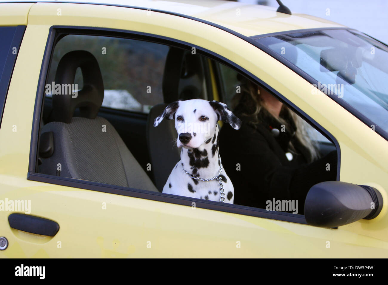 Hundedressur dalmatinischen / Dalmatiner / Dalmatien / Erwachsene Blick aus dem Autofenster Stockfoto