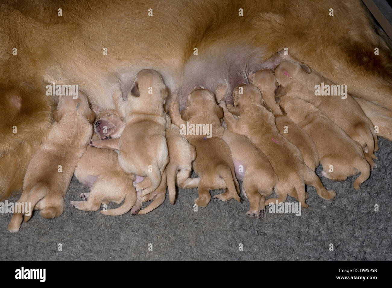 Golden Retriever, eine Woche alt, Welpen, Spanferkel, Mutter, Glück, Zufriedenheit Stockfoto