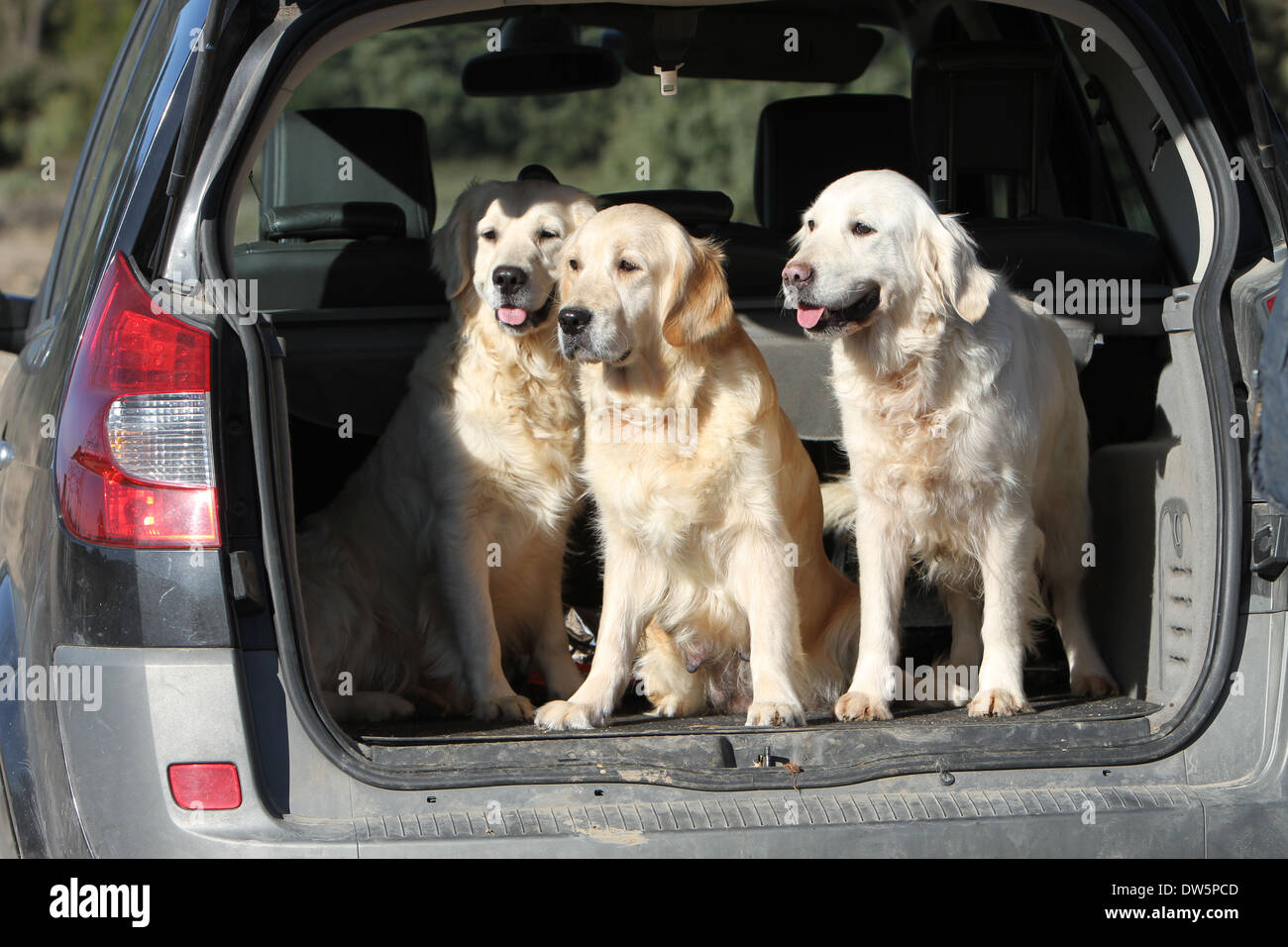Golden Retriever Hund / drei Erwachsene in den Kofferraum des Autos Stockfoto