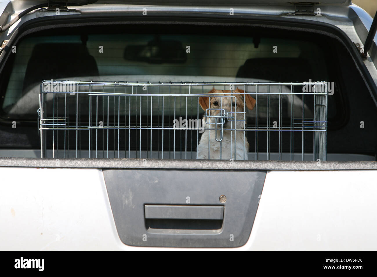 Hund Jack Russel Terrier Drahthaar / Erwachsene Reisen in einem Käfig in den Kofferraum des Autos Stockfoto