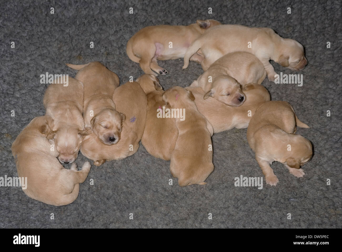 Elf, Welpen, 11, golden Retriever, ruhenden, schläfrig, Wurf, Vollständigkeit, Brüderlichkeit Stockfoto