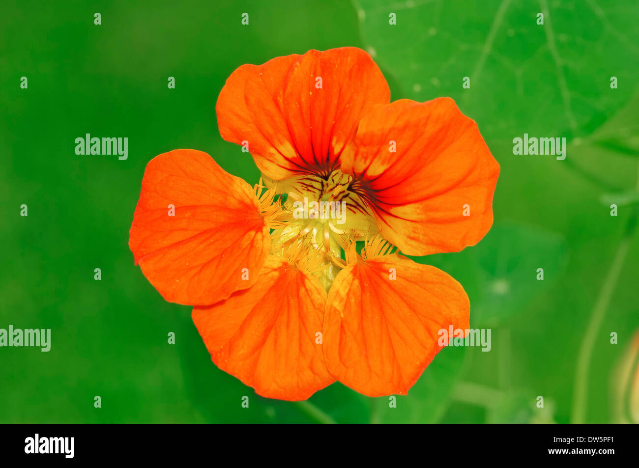 Kapuzinerkresse (Tropaeolum Majus) Stockfoto