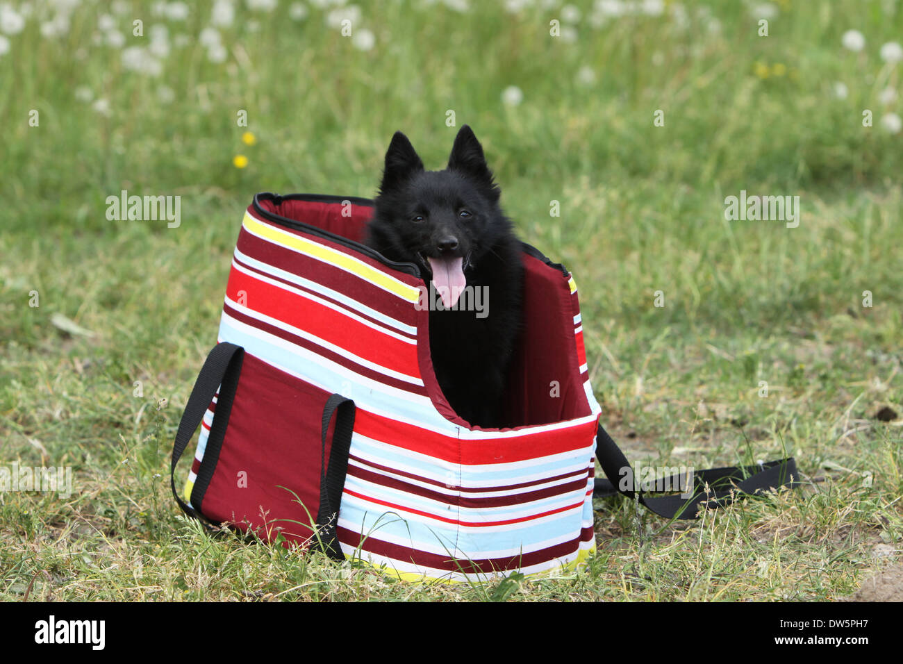 Schipperke Hund in einer Tragetasche Stockfoto