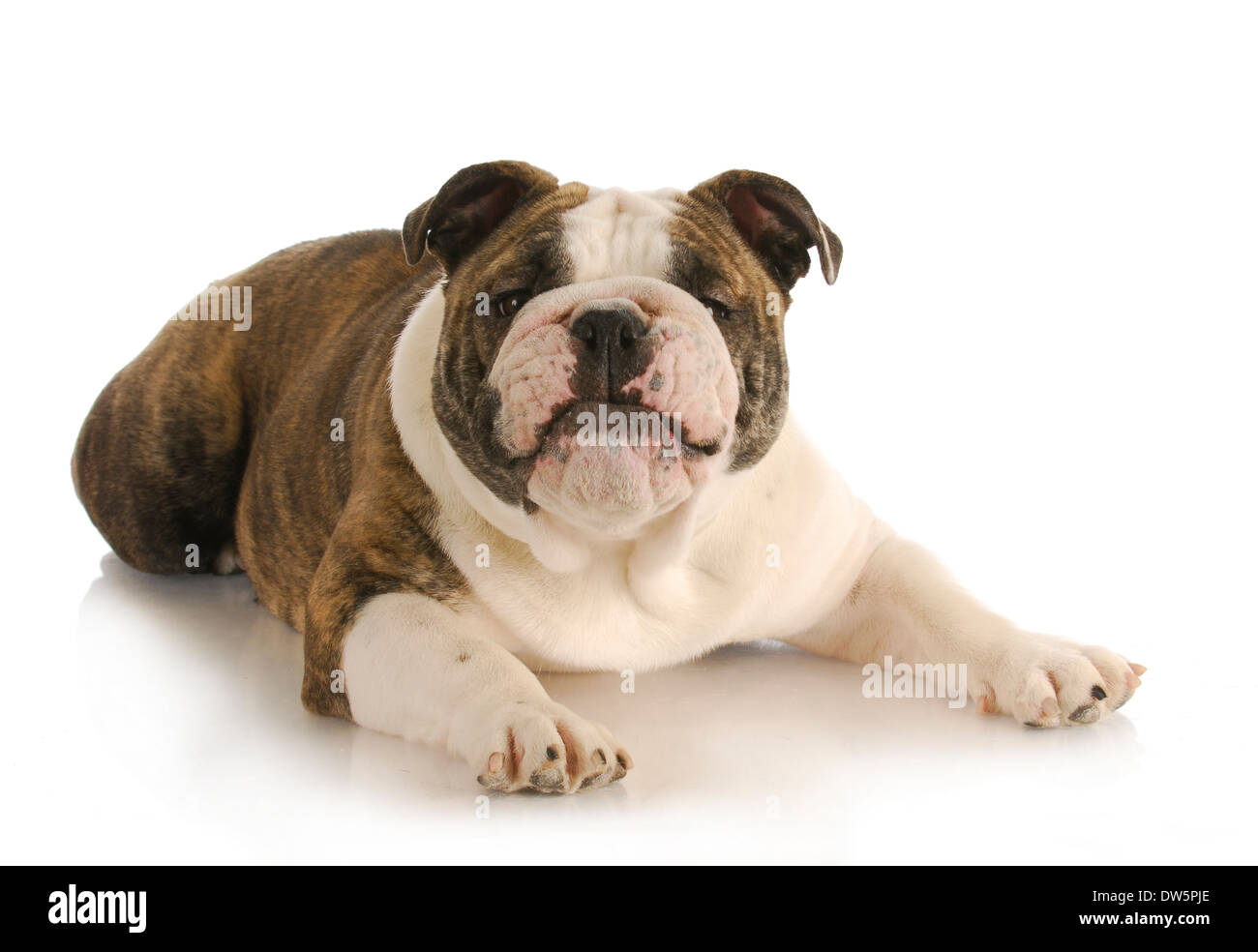lustiger Hund - englische Bulldogge mit albernen Ausdruck auf weißem Hintergrund Stockfoto