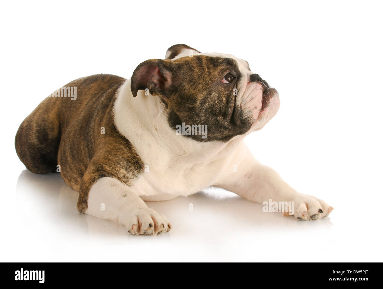 Hund mit betroffenen Ausdruck auf weißem Hintergrund - englische Bulldogge nachschlagen Stockfoto