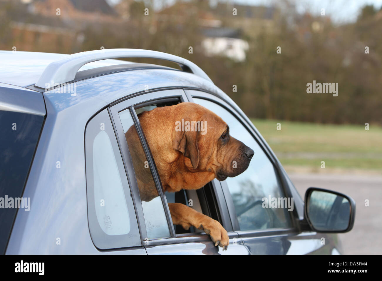 Tosa Inu / japanischer Mastiff Hund / Erwachsene Blick aus dem Autofenster Stockfoto