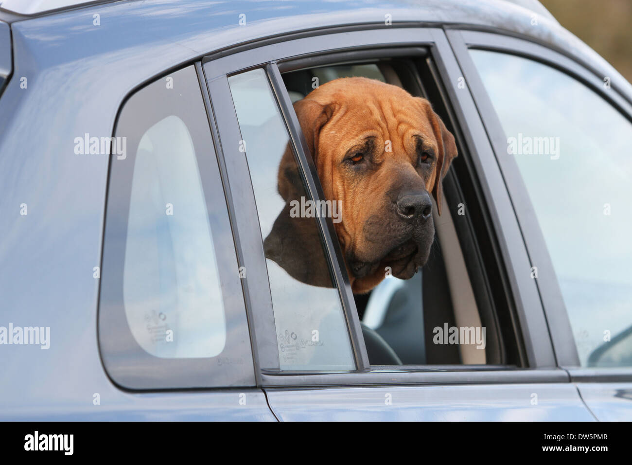 Tosa Inu / japanischer Mastiff Hund / Erwachsene Blick aus dem Autofenster Stockfoto