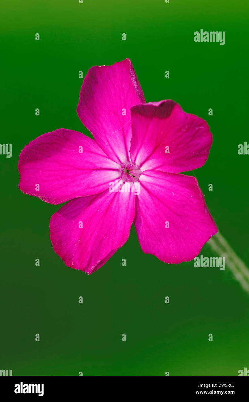 Rose Campion (Lychnis Coronaria, Silene Coronaria) Stockfoto