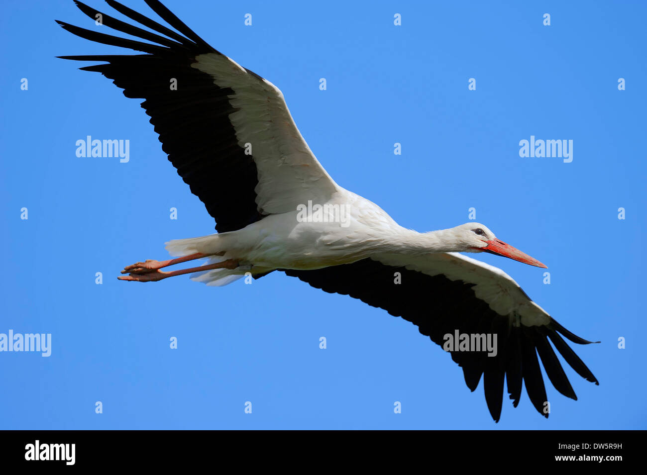 Weißstorch (Ciconia Ciconia), North Rhine-Westphalia, Deutschland Stockfoto