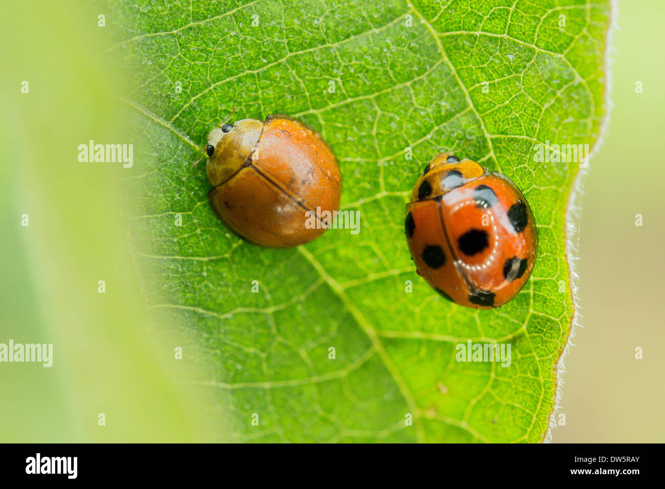 Lady Bug Stockfoto