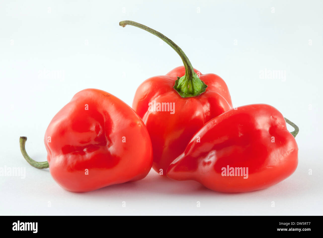 Drei rote, sehr heiße Habanero Chilischoten von C. Chinense Sorte der Familie Capsicum - benannt nach Havanna in Kuba? Stockfoto