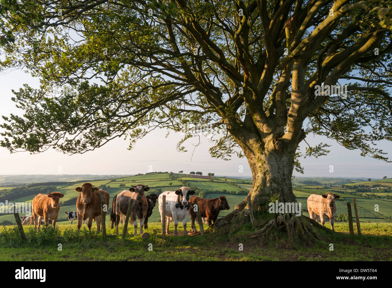 Neugierige Rinder unter einem Baum in Devon, England. (Juni) im Sommer 2013. Stockfoto