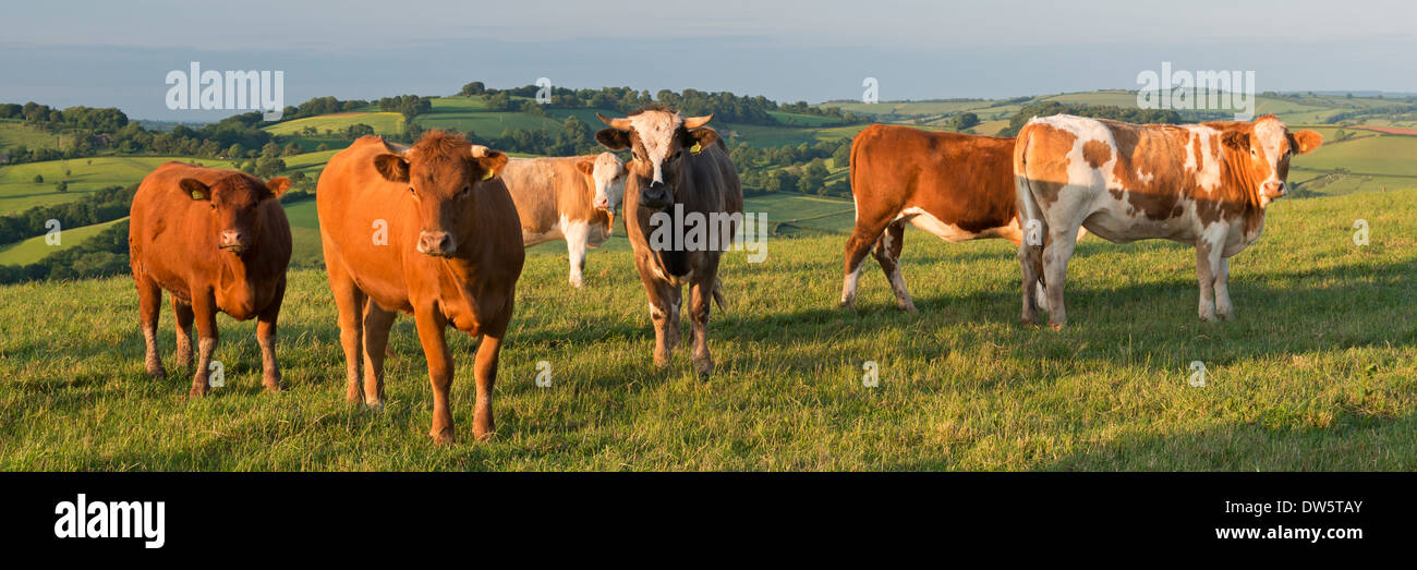 Rinder grasen auf schönen hügeligen Landschaft, Stockleigh Pomeroy, Devon, England. (Juni) im Sommer 2013. Stockfoto