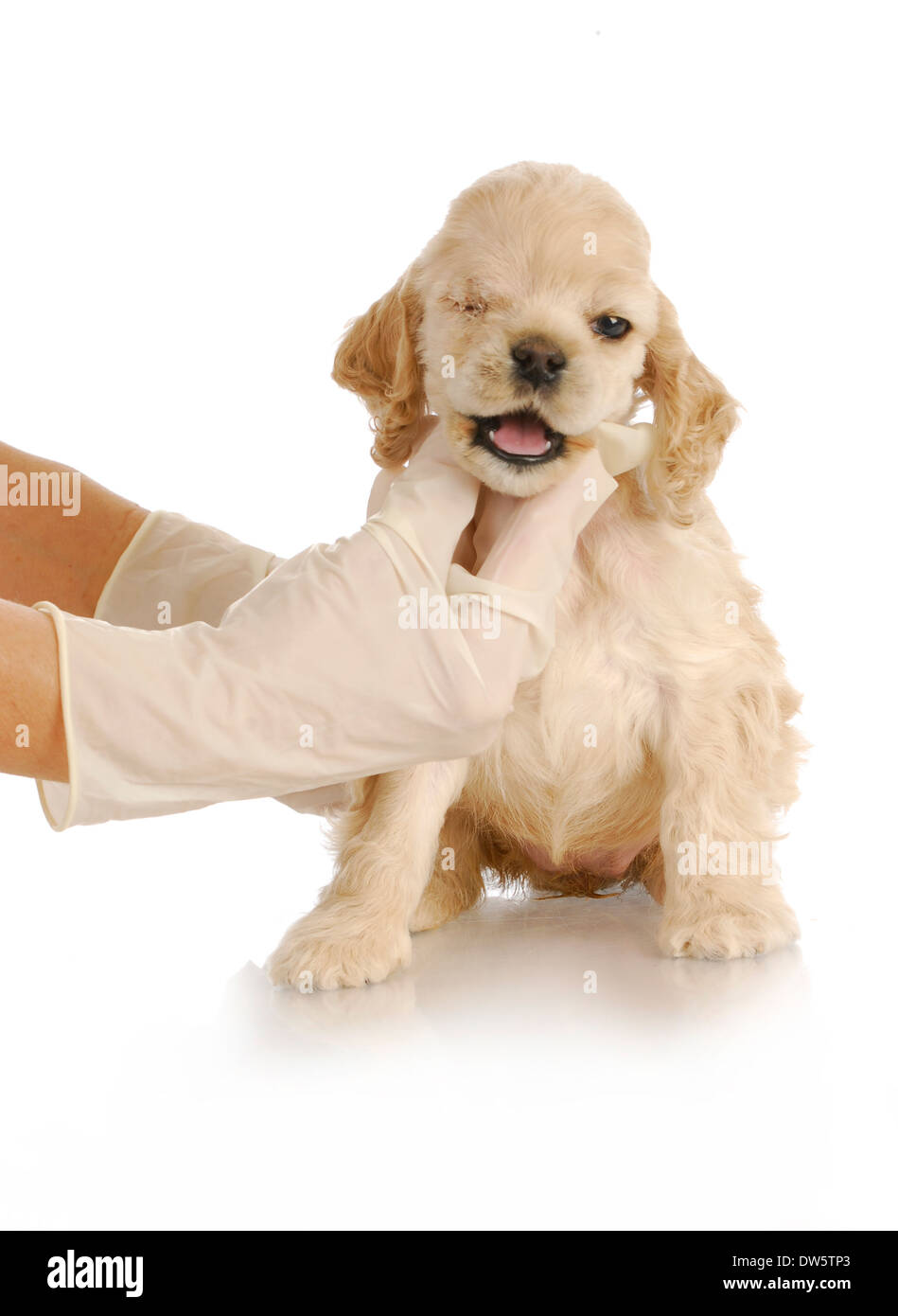 Glaukom hund Fotos und Bildmaterial in hoher Auflösung Alamy