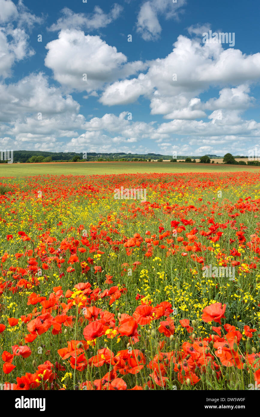 Wilder Mohn und Raps blüht in einem Feld von Dorset, England. (Juli) im Sommer 2013. Stockfoto