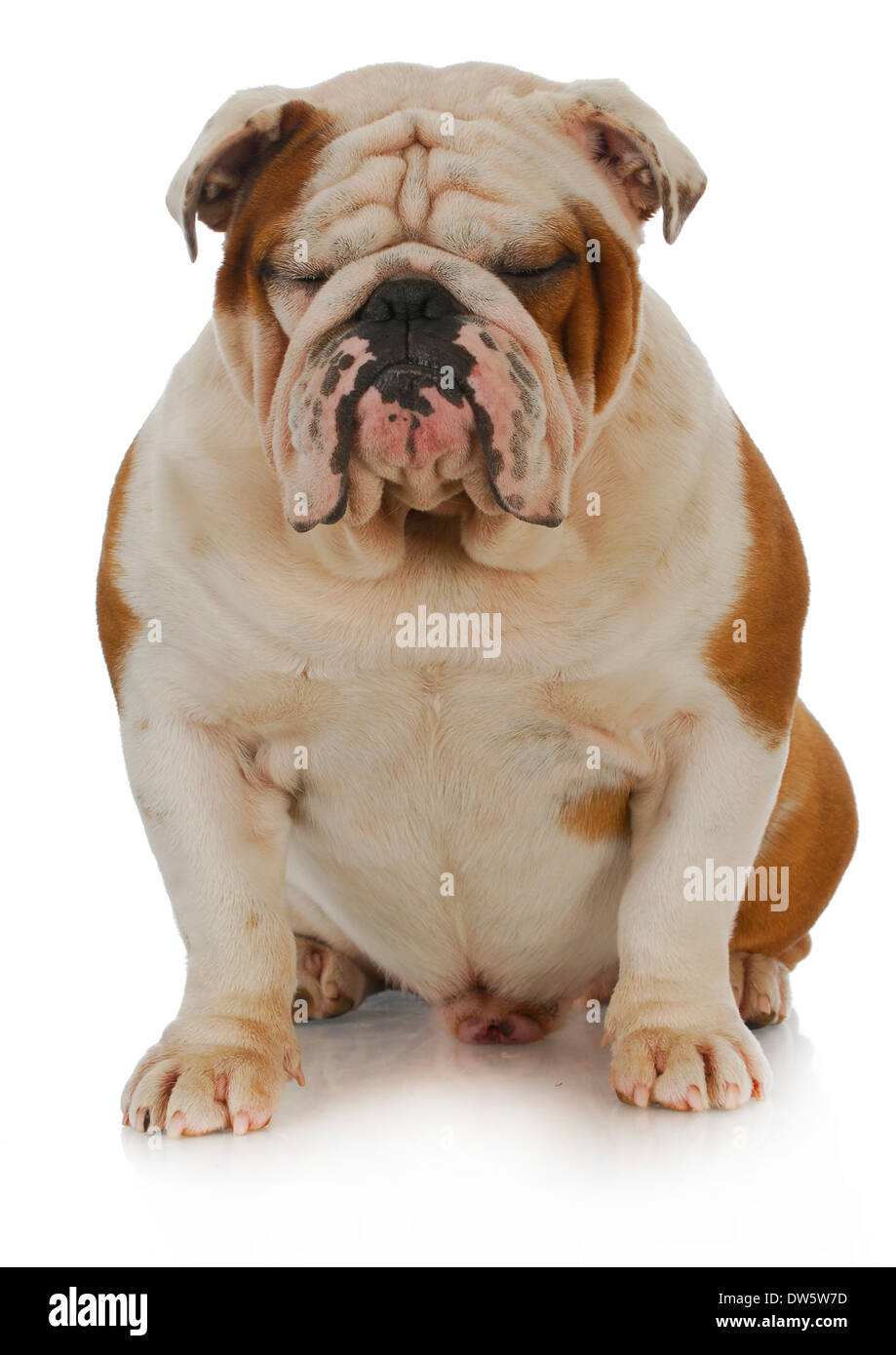 englische Bulldogge mit Augen geschlossen auf weißem Hintergrund - 2 Jahre alt Stockfoto