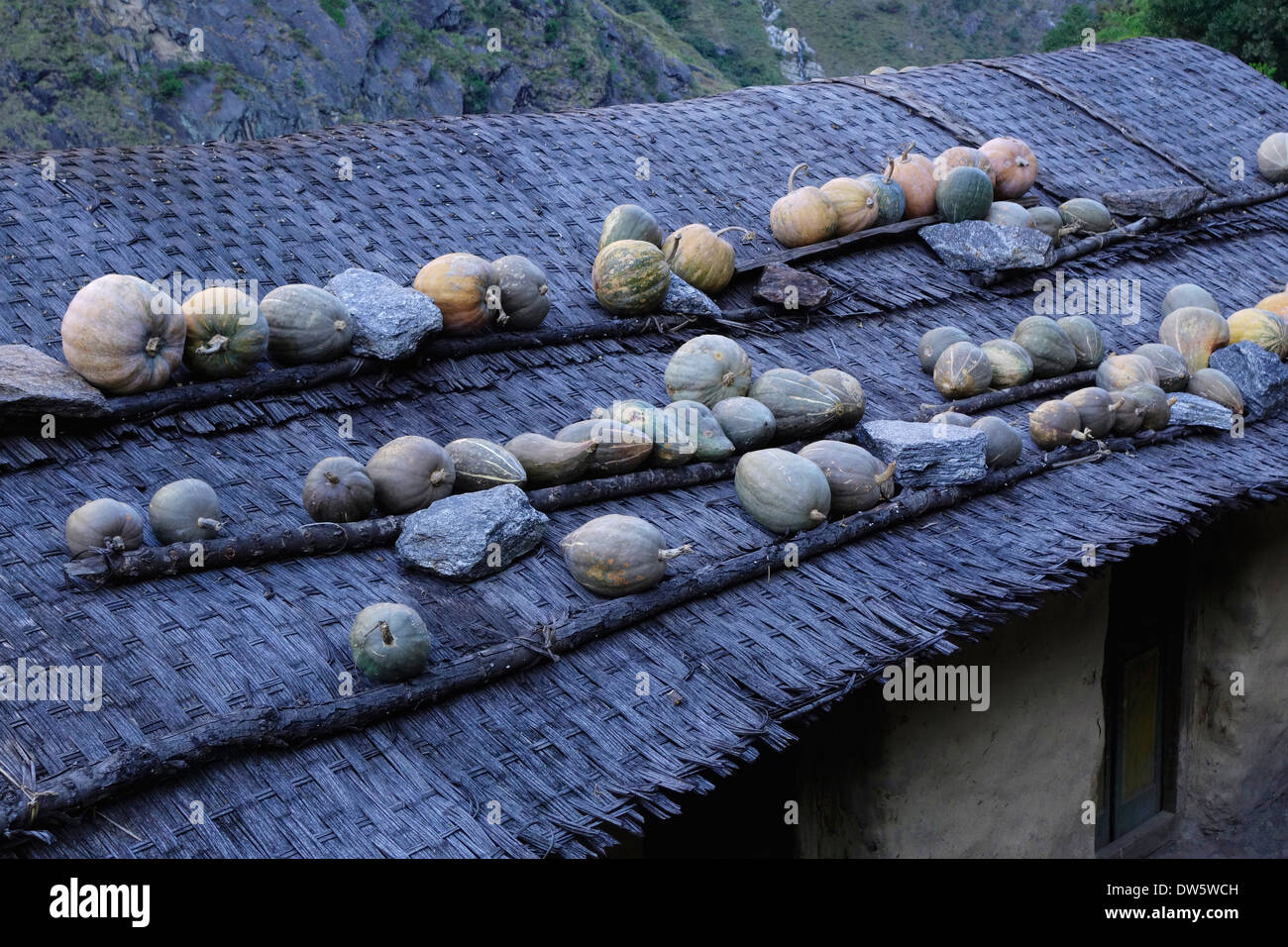 Squash, Heilung auf dem Dach eines Hauses in der Manaslu Region Nepals. Stockfoto