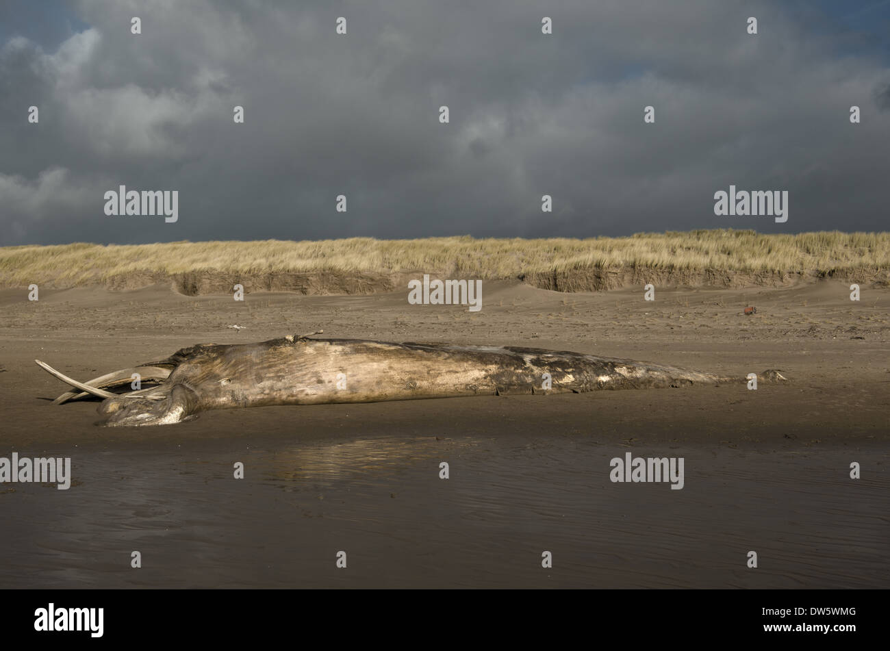 Der Kadaver ein gestrandeter Wal (wahrscheinlich ein Sei-Wal) bei Drigg, Cumbria, England, UK Stockfoto