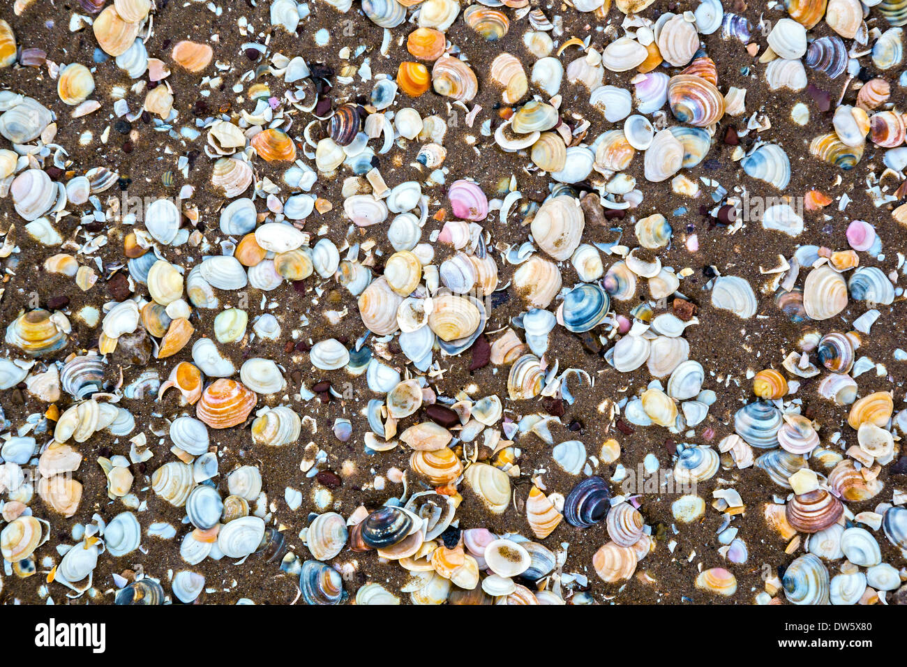 Bunte zweischaligen Muschel Schalen Kontrast mit dem schlammigen Strand bei Weston super Mare in Somerset UK Stockfoto