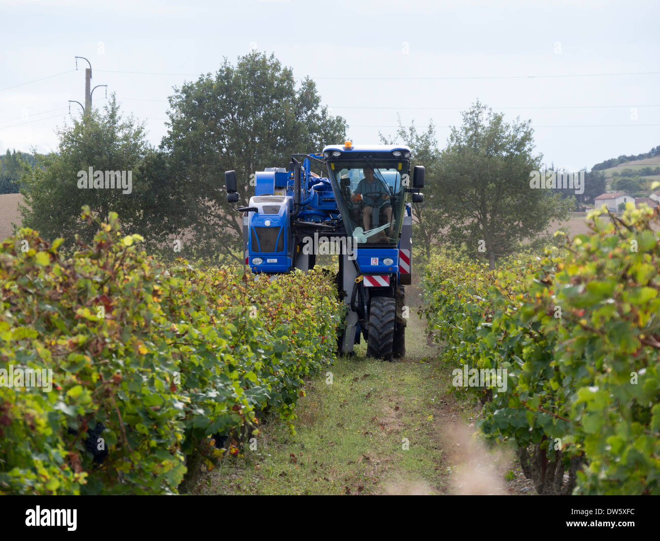 Ein Weinlese-Maschine bei der Arbeit in einem Weingut im Languedoc, Frace Stockfoto