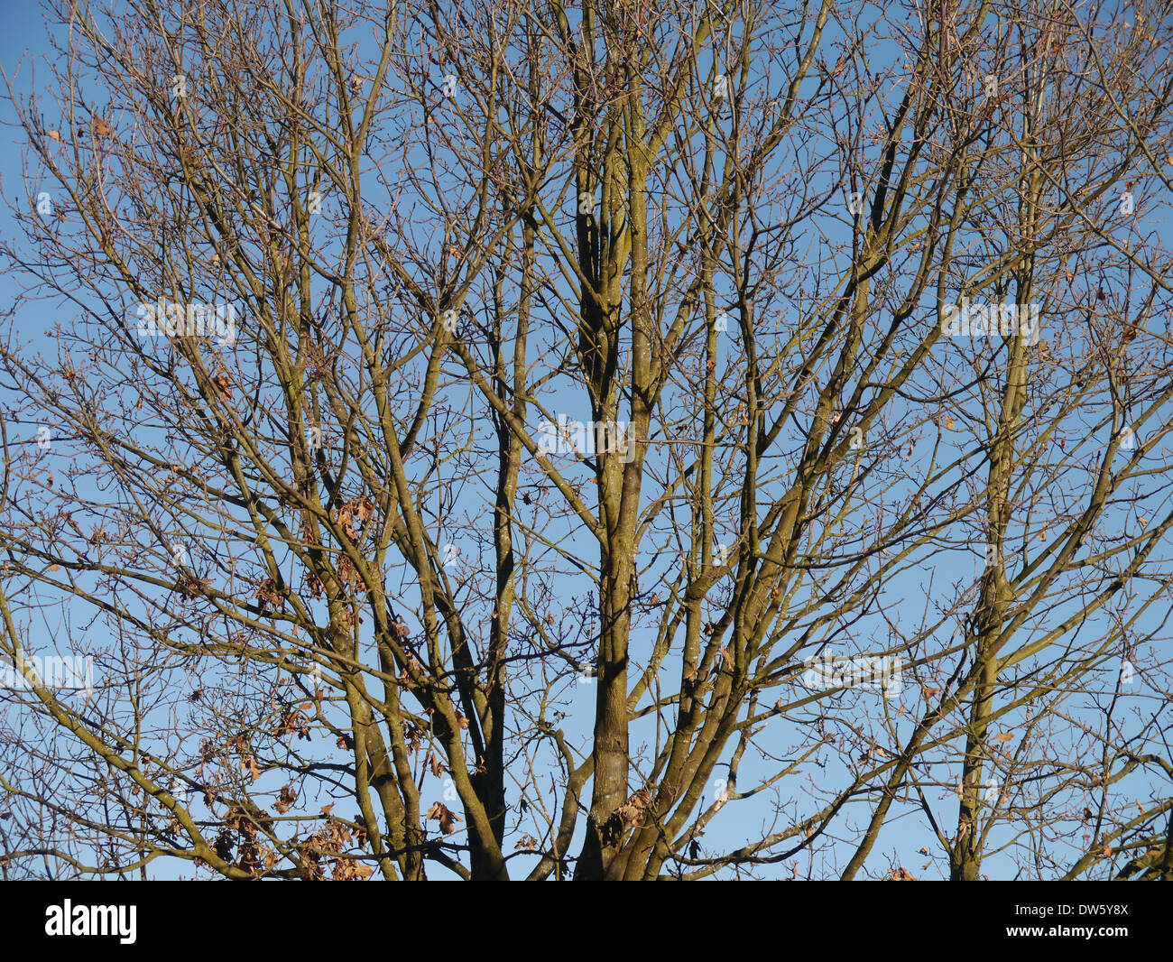 Englische Eiche im Winter / Quercus Robur / Stiel-Eiche Im Winter Stockfoto