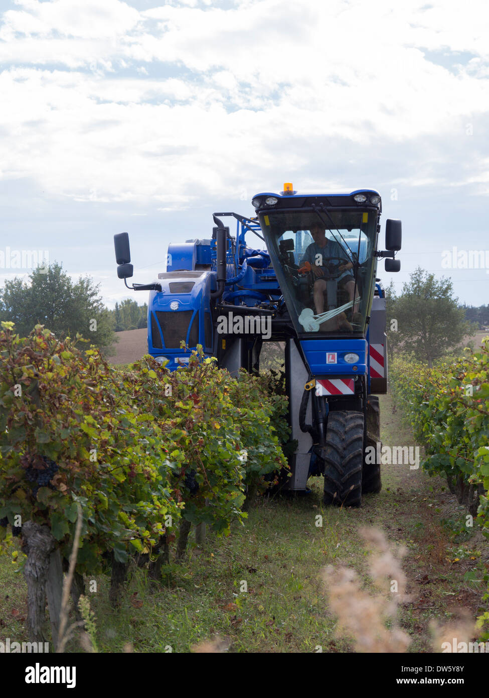 Ein Weinlese-Maschine bei der Arbeit in einem Weingut im Languedoc, Frace Stockfoto