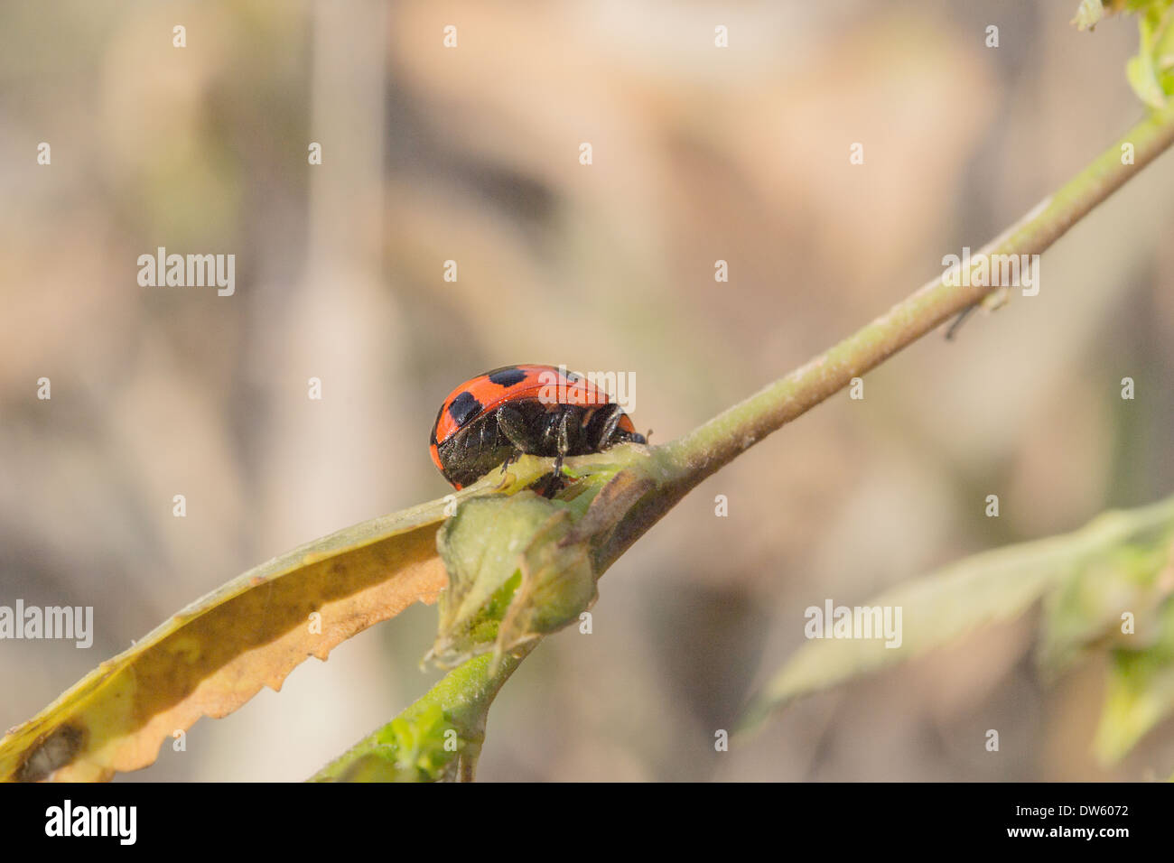 Diese Marienkäfer spielt verstecken und suchen mit mir, wenn ich diese Fotos dabei war. Stockfoto