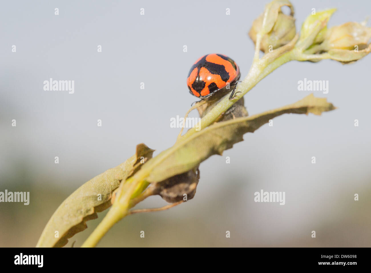 Diese Marienkäfer spielt verstecken und suchen mit mir, wenn ich diese Fotos dabei war. Stockfoto