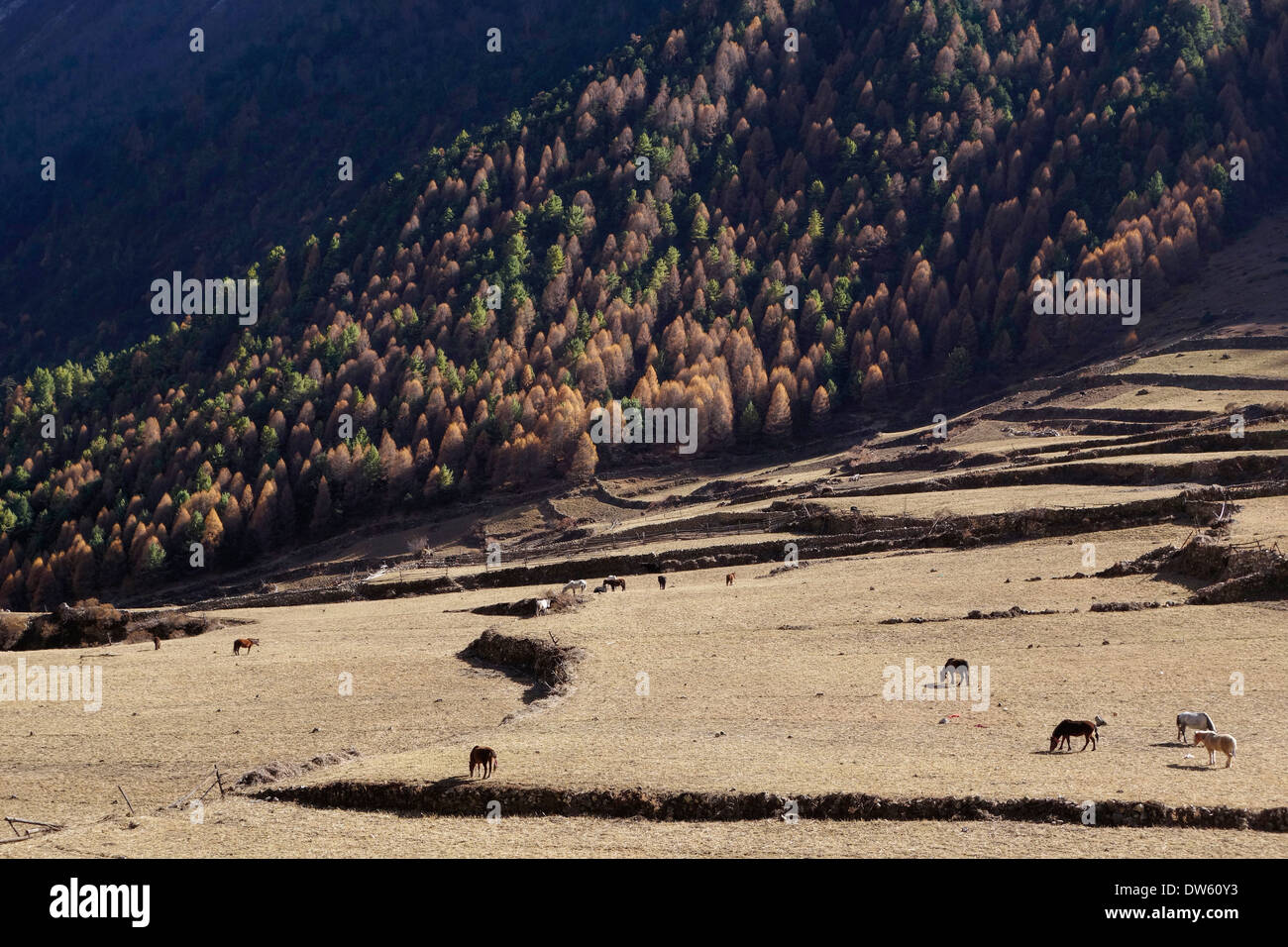 Pferde weiden am Rande des Dorfes Lho in den Manaslu Region Nepals. Stockfoto