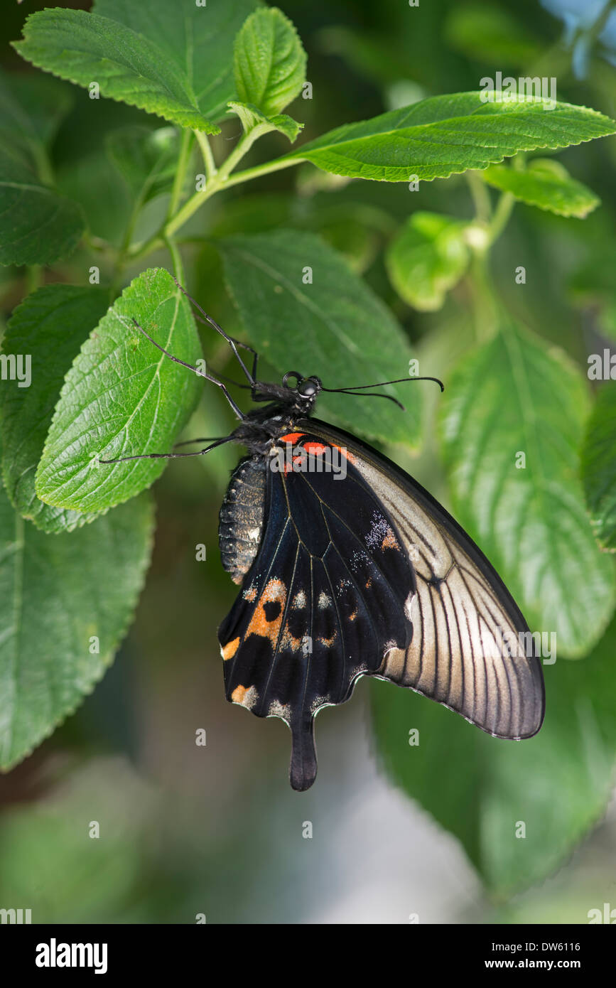 Scharlachroter Schwalbenschwanz: Papilio rumanzovia Stockfoto