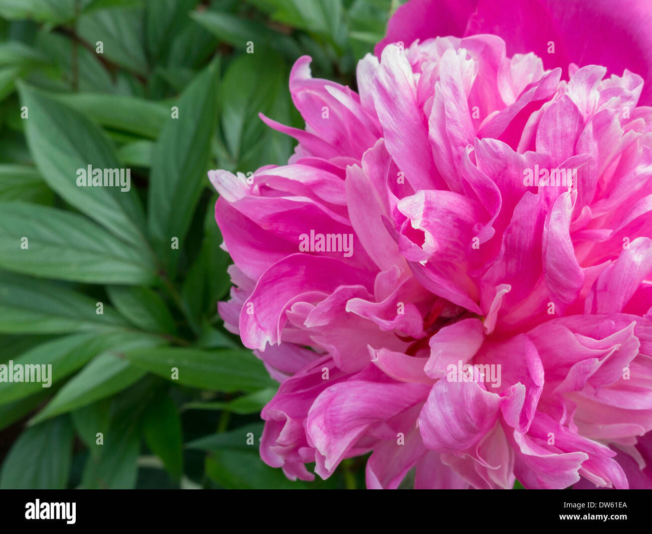 Nahaufnahme Detail rosa Pfingstrose Blumen Stockfoto