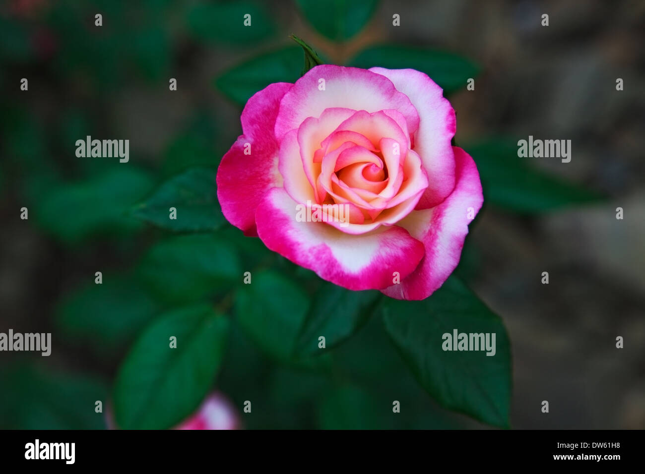 schöne Twocolored Blume stieg. im Freien Schuss Stockfoto