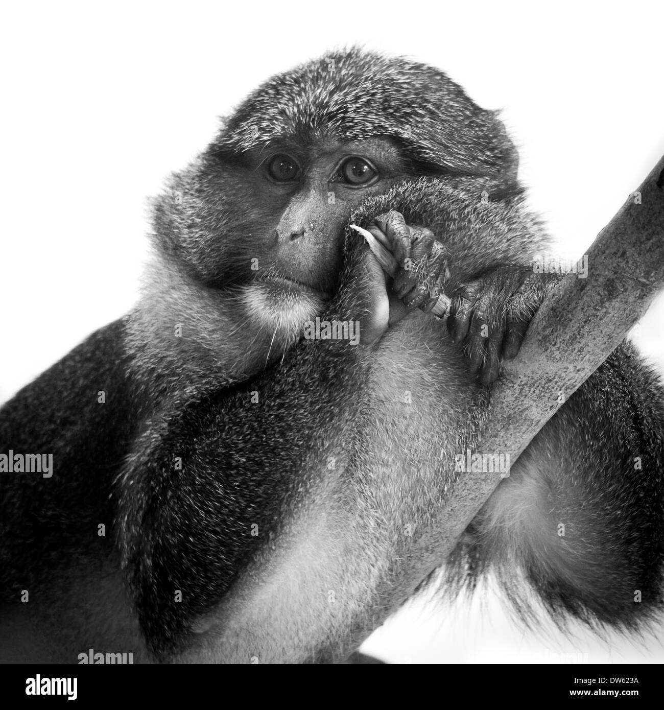 Allens Sumpf-Affe-Porträt in Monochrom. Stockfoto