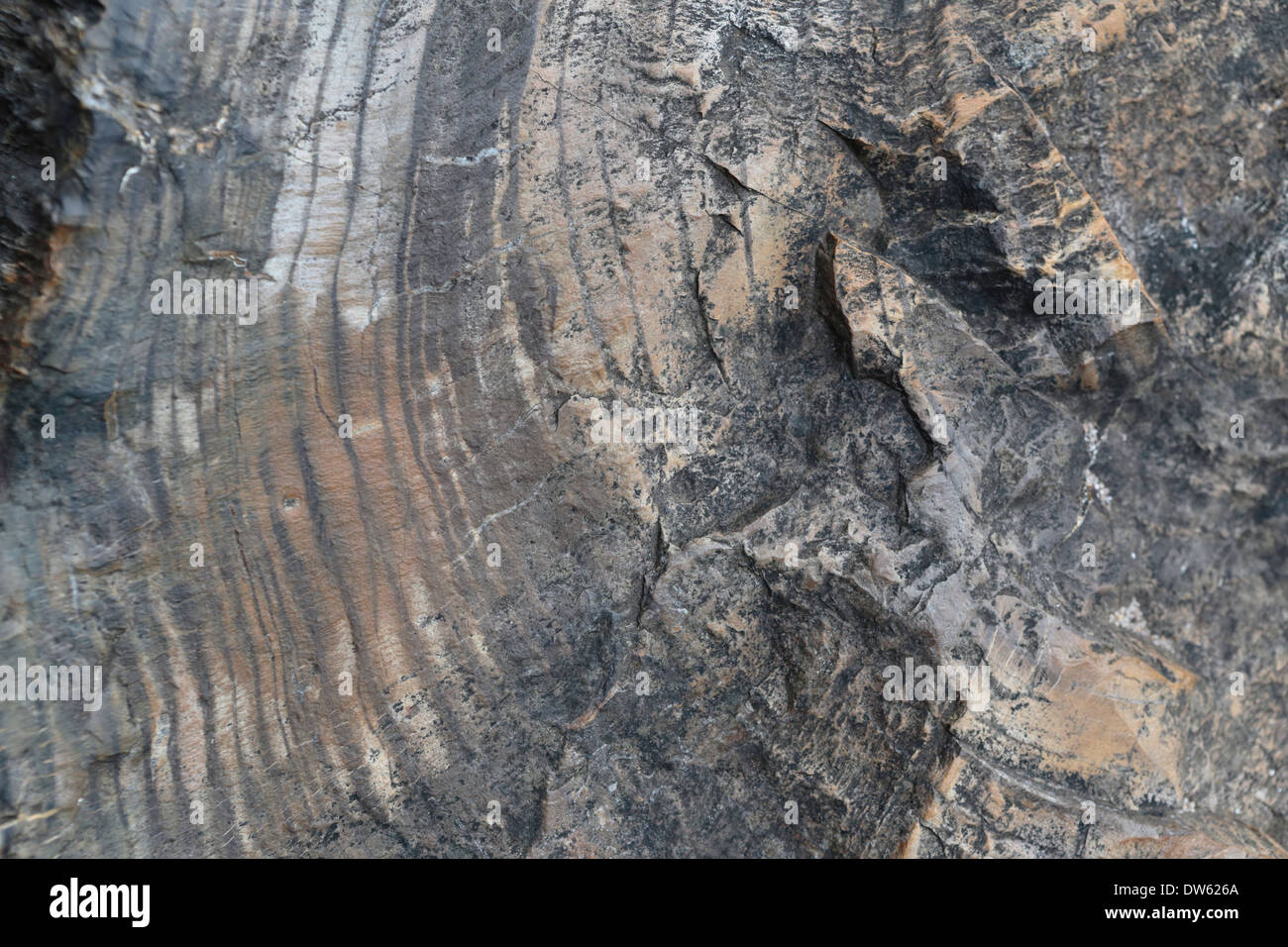 Jahresringe auf einem Abschnitt der versteinerten Baumstamm Stockfoto