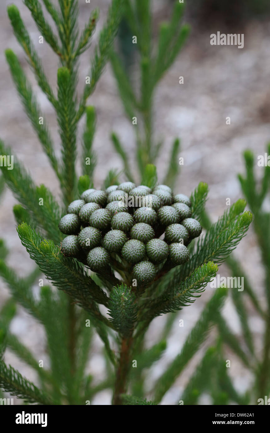 Brunia Albiflora in voller Blüte Stockfoto